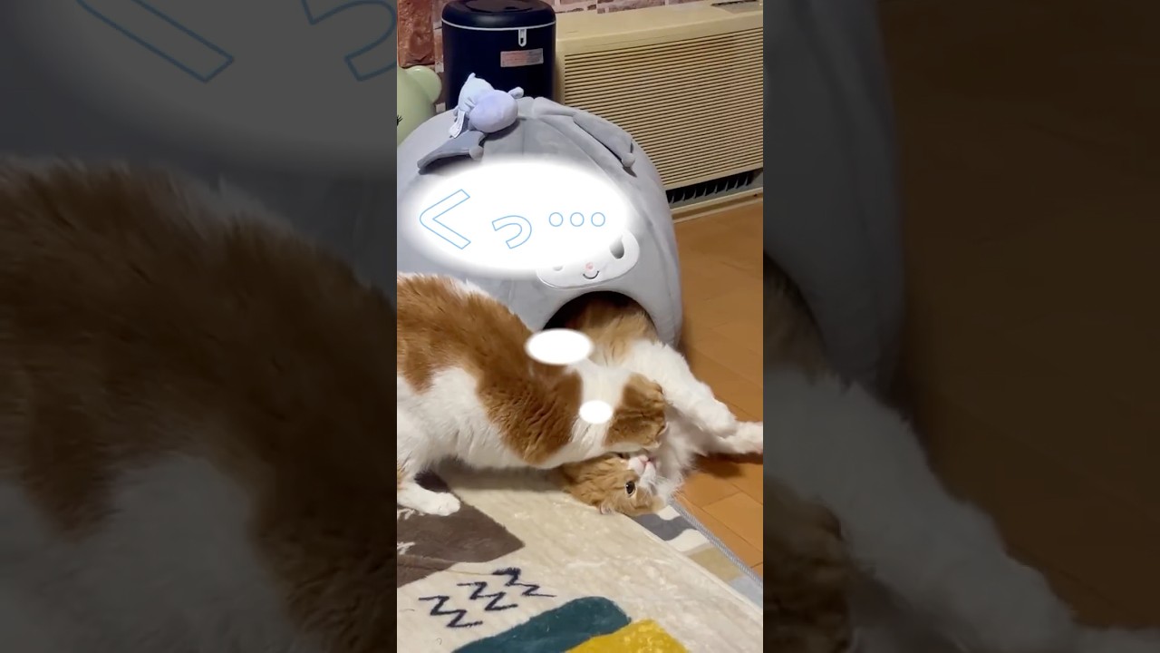 help me!な猫 #cat #猫のいる暮らし #アメリカンカール