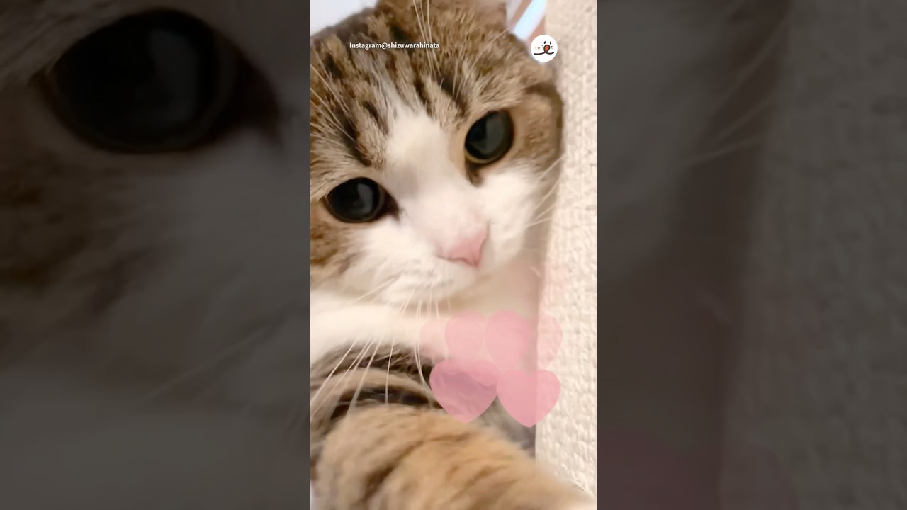 いいね！しといてあげるね！｜PECO #マンチカン #猫 #愛猫家 #猫のいる暮らし #munchkin #cat #catlover #catlife