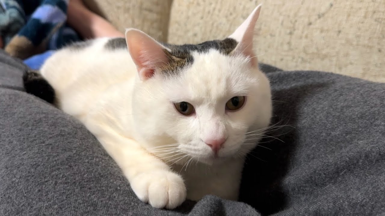 病院から帰って来たら違う猫になっちゃった