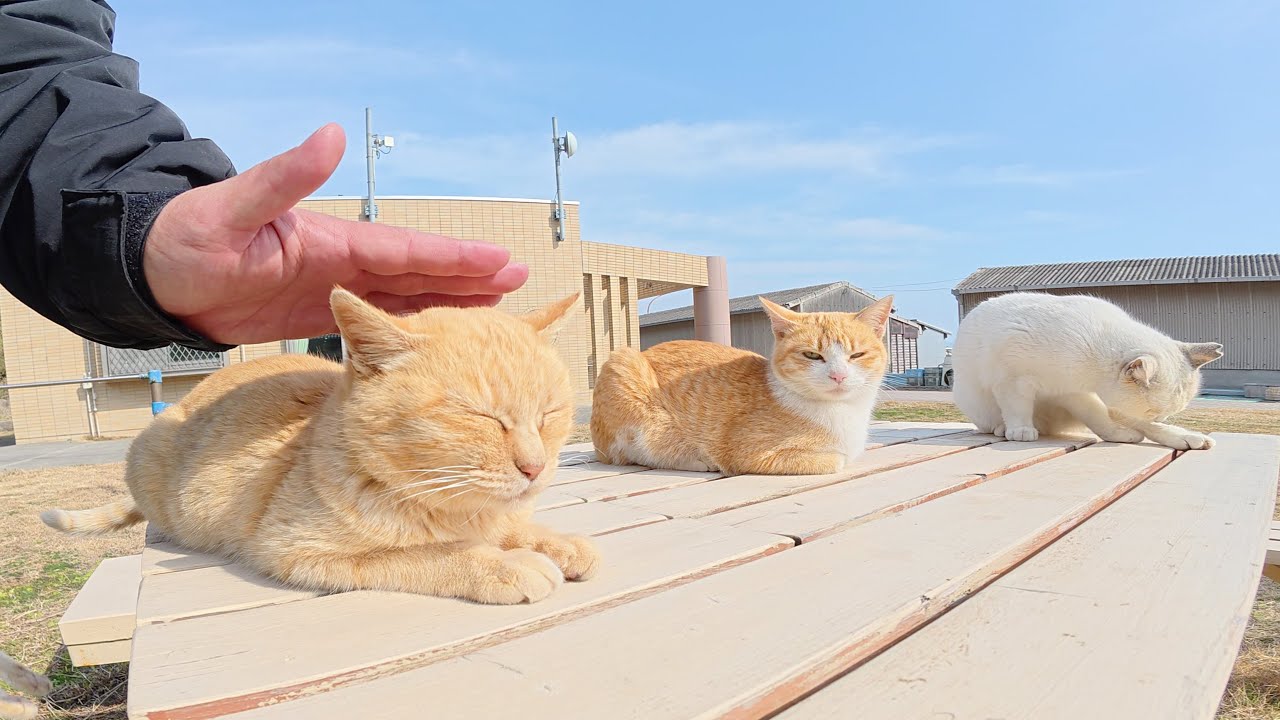 茶トラとシャムしか参加できない猫集会にお邪魔してきた