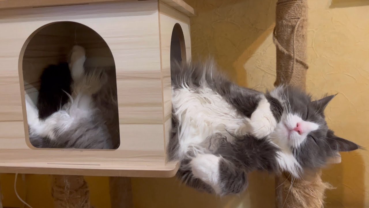 【スヤスヤ💤】安心しきって爆睡する、1さいのターキッシュアンゴラ♡