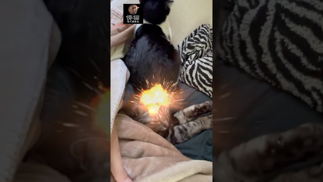 見逃すな！ 玉インパクト  爆誕す！　#cat #子猫 #猫のいる暮らし #猫との生活 #保護猫 #cute #かわいい猫 #kitty #肉球 #はちわれ #猫ミーム