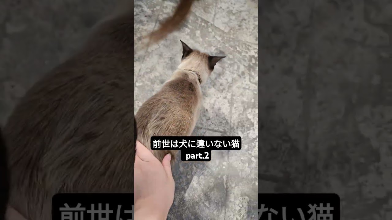 前世は犬に違いない猫さんがこちら。 #シャム猫ひおろ #cat