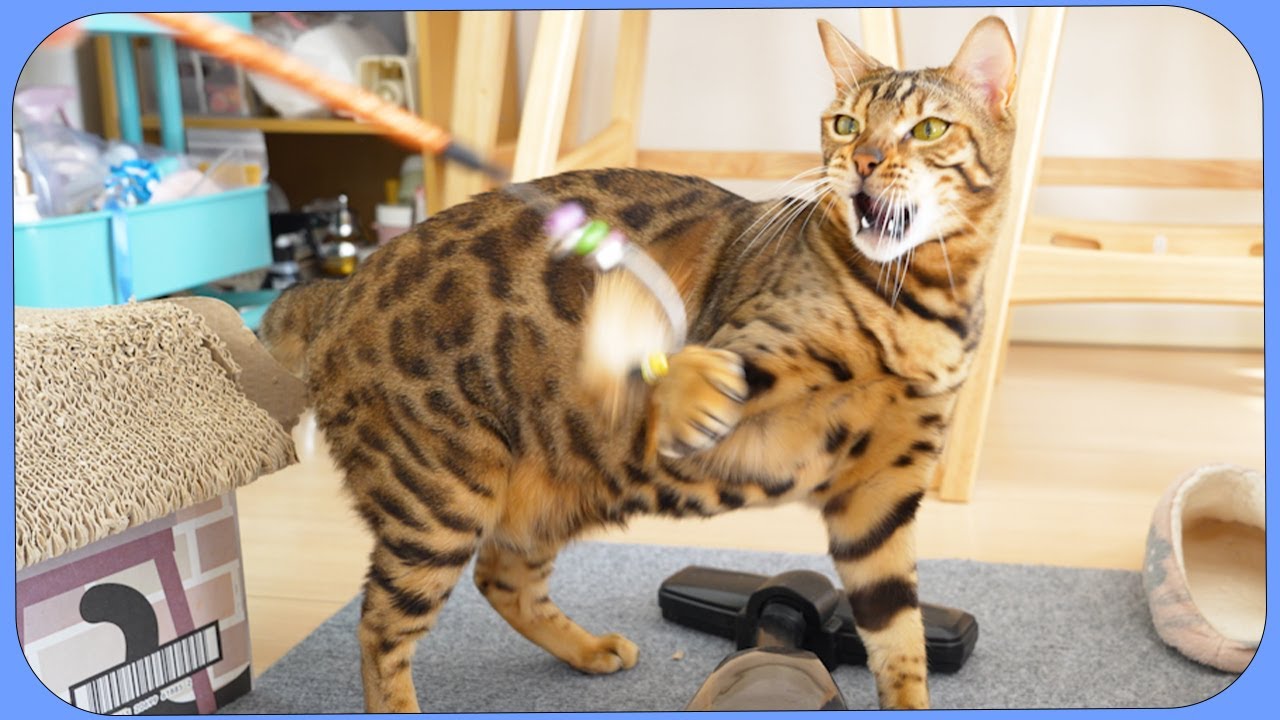 A cat that wants to play hunting games with its owner