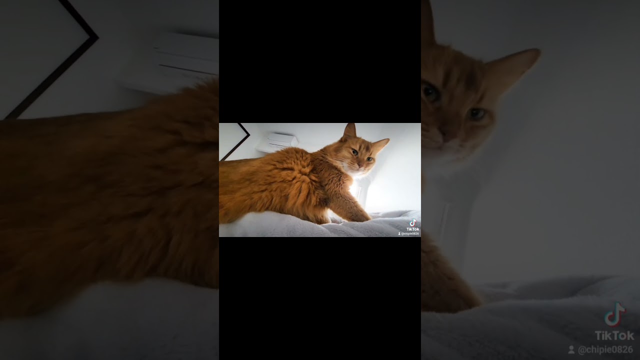 かいぬし起こしに来たちぴたん #ソマリ #キジトラ #保護猫 #しぴこめ #しぴこめしゃんねる #ねこ #腎不全 #腎臓病 #尿路結石 #ソマリレッド #猫の暮らし