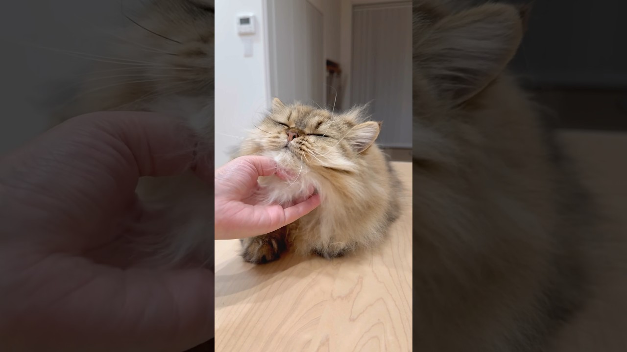 猫の気持ちいいところ 【サイベリアン】 #Shorts