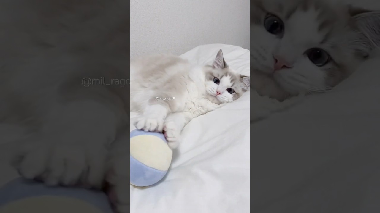 楽しいかは分かりません！ #ragdoll #ラグドール #cat #ブルーポイントバイカラー #猫のいる暮らし