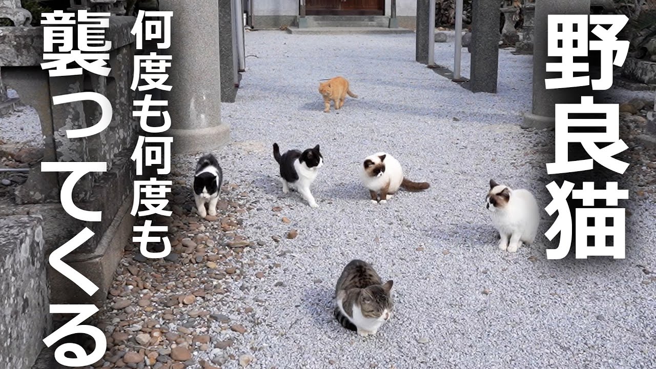 【何度も何度も付いてくる】野良猫たちが必死なその理由とは…