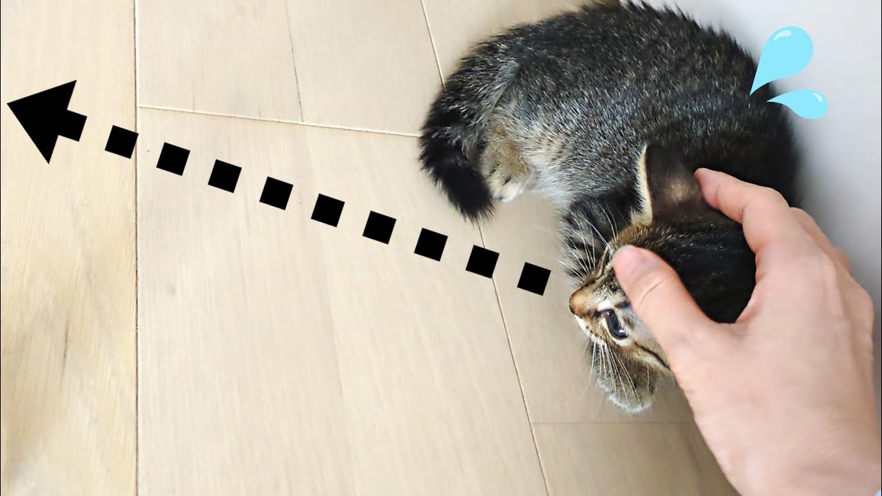 パニックになった子猫をなだめたのですが、こうなりました…