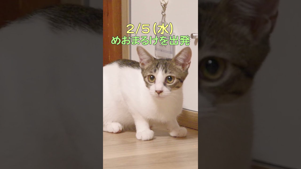 リク【トライアル決定】 #shorts