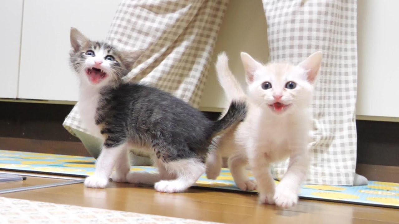 ニャーニャー隊、早とちりをしてしまう。【赤ちゃん猫　保護猫】