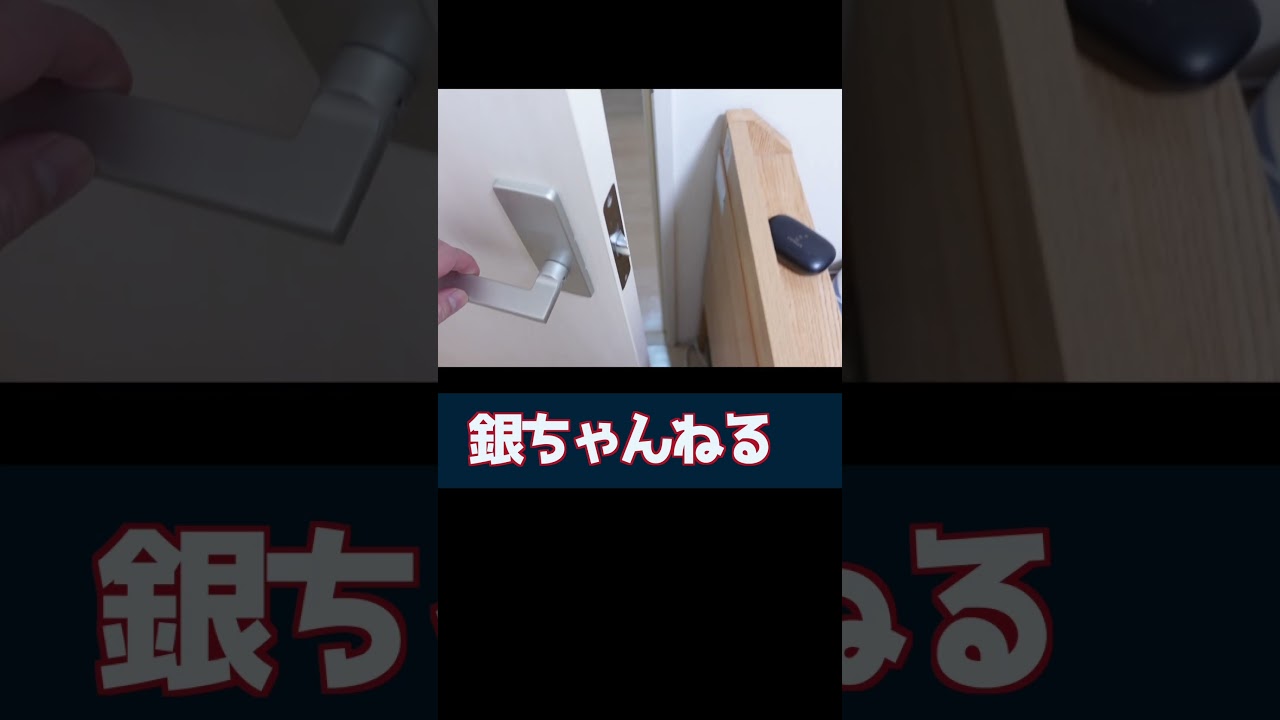 爆鳴きで飼主を叩き起こす猫　#マンチカン