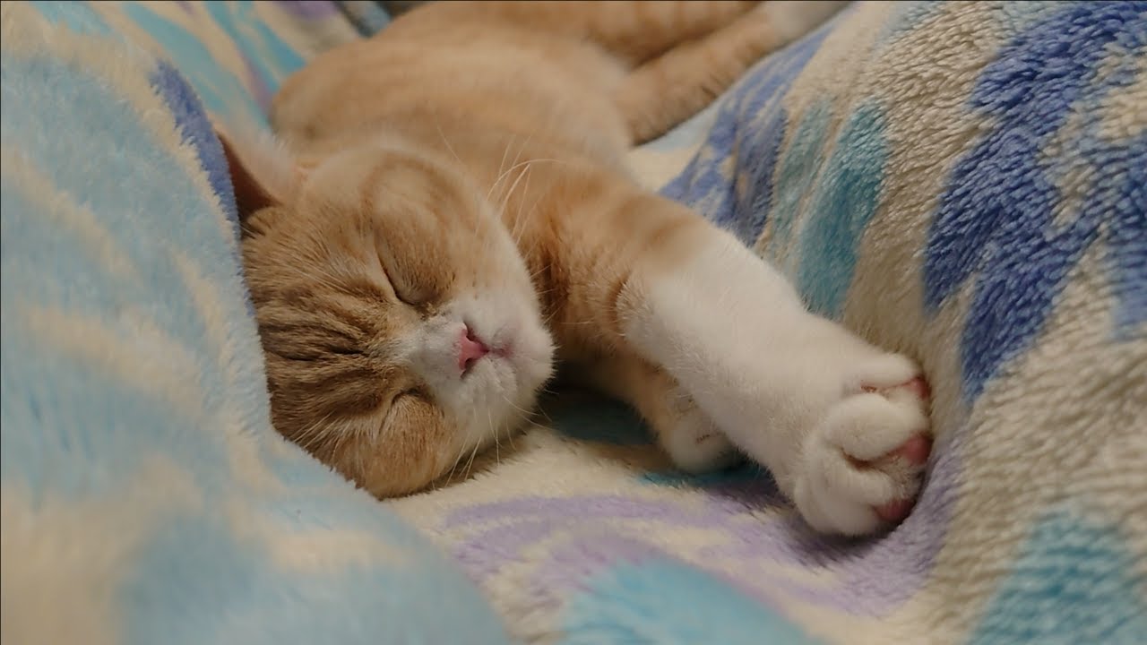 毛布で寝てるだけの猫　うりちゃん９６