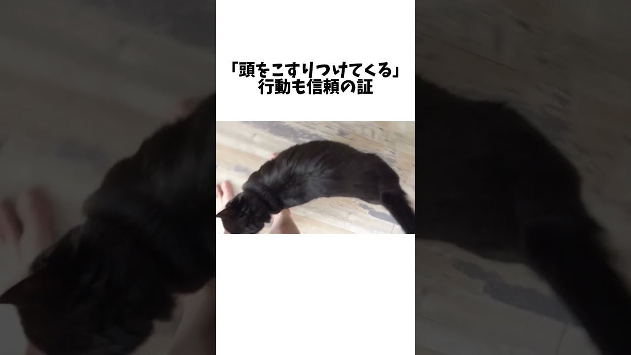 猫が信頼した人にだけ見せる仕草 #雑学 #猫 #豆知識