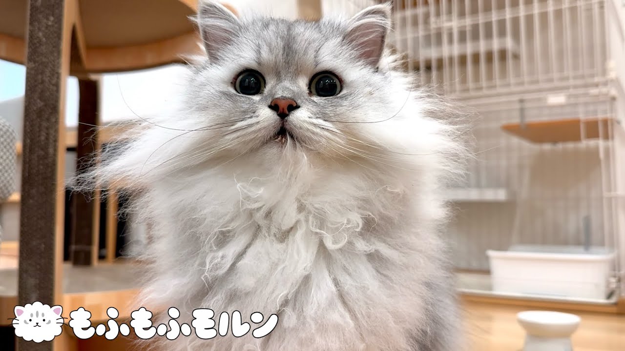 ごはん前に繰り返される猫の謎行動 【サイベリアン】