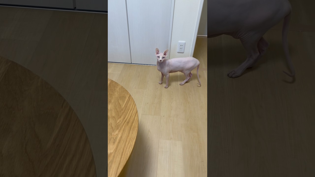 独特な鳴き方でうろうろする毛のない猫【スフィンクス】