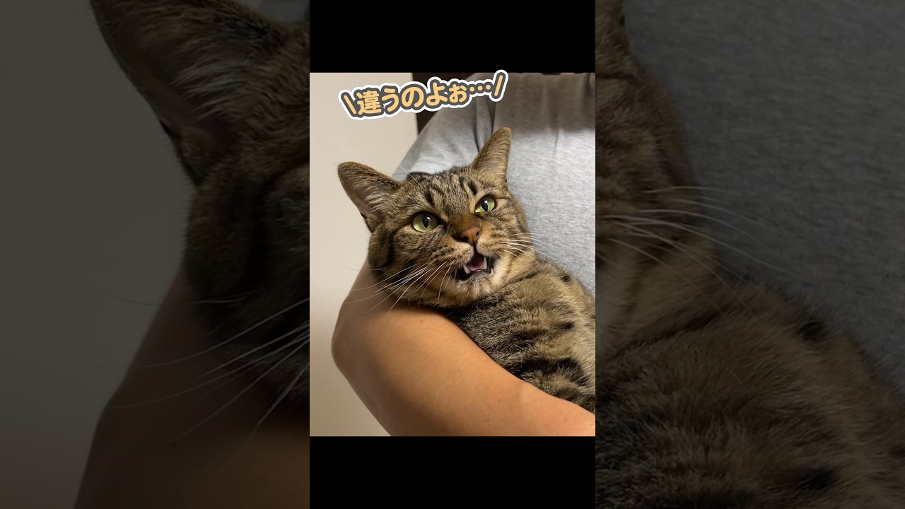 飼い主と、しっかり会話ができる猫