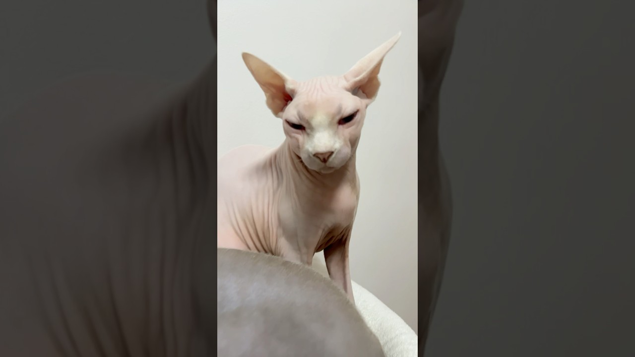やる気のない毛のない猫たち【スフィンクス猫】