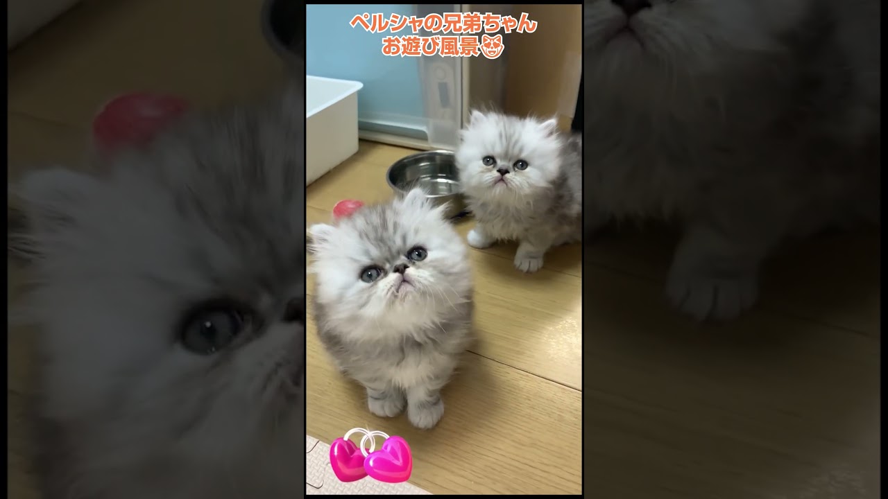 ペルシャの兄弟ちゃんお遊び風景😻横浜 子猫専門ブリーダー「律子の部屋」 #猫のいる暮らし #ペルシャ
