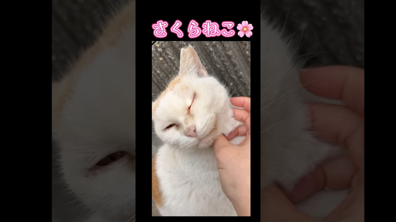違いを知ってる？