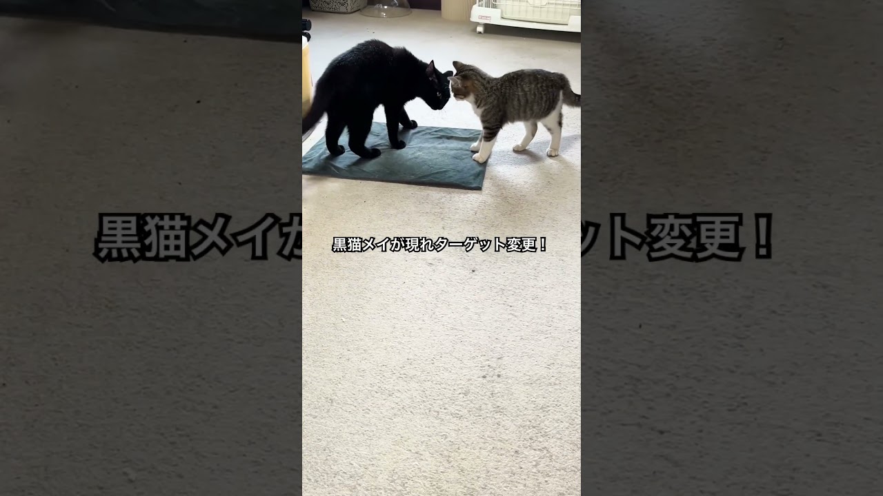 センパイ猫を見るとメンチきる子猫 #cat#保護猫 #かわいい子猫