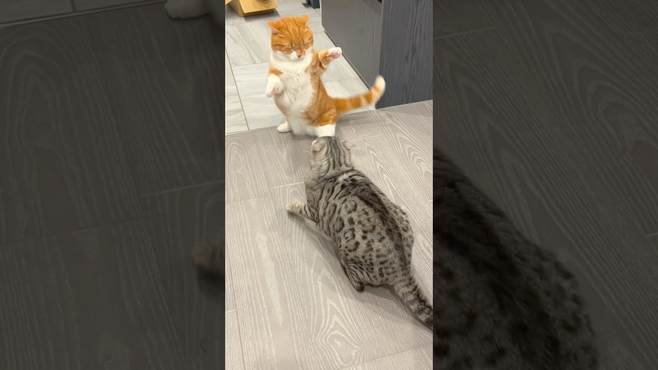 喧嘩中に踊り出す猫 #cat #マンチカン