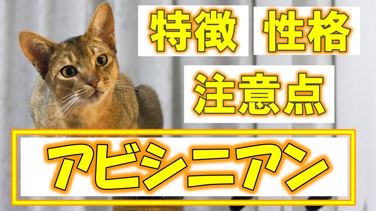 アビシニアンってどんな猫？【特徴・性格・飼い方・かかりやすい病気・価格帯】