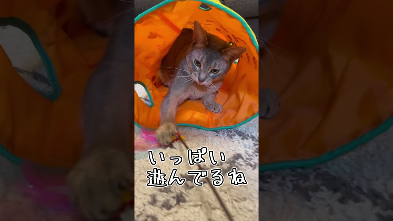 アビシニアンとは その35 #shorts #猫 #アビシニアン