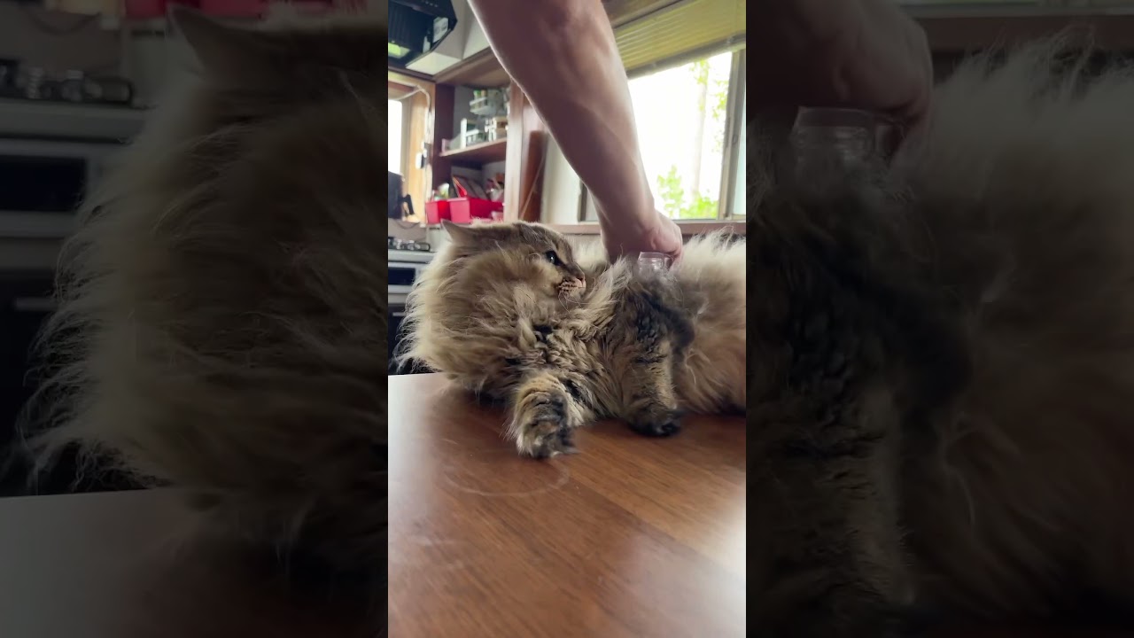猫にマジックもどき【サイベリアン】 #shorts #サイベリアン #猫 #マジック