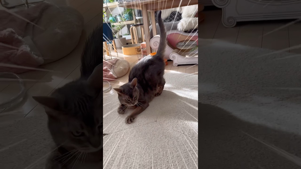アビシニアン猫のちょっと変わった遊び #shorts #アビシニアン #cat