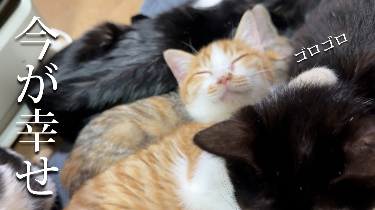 【癒し】保護した猫たちの幸せな今