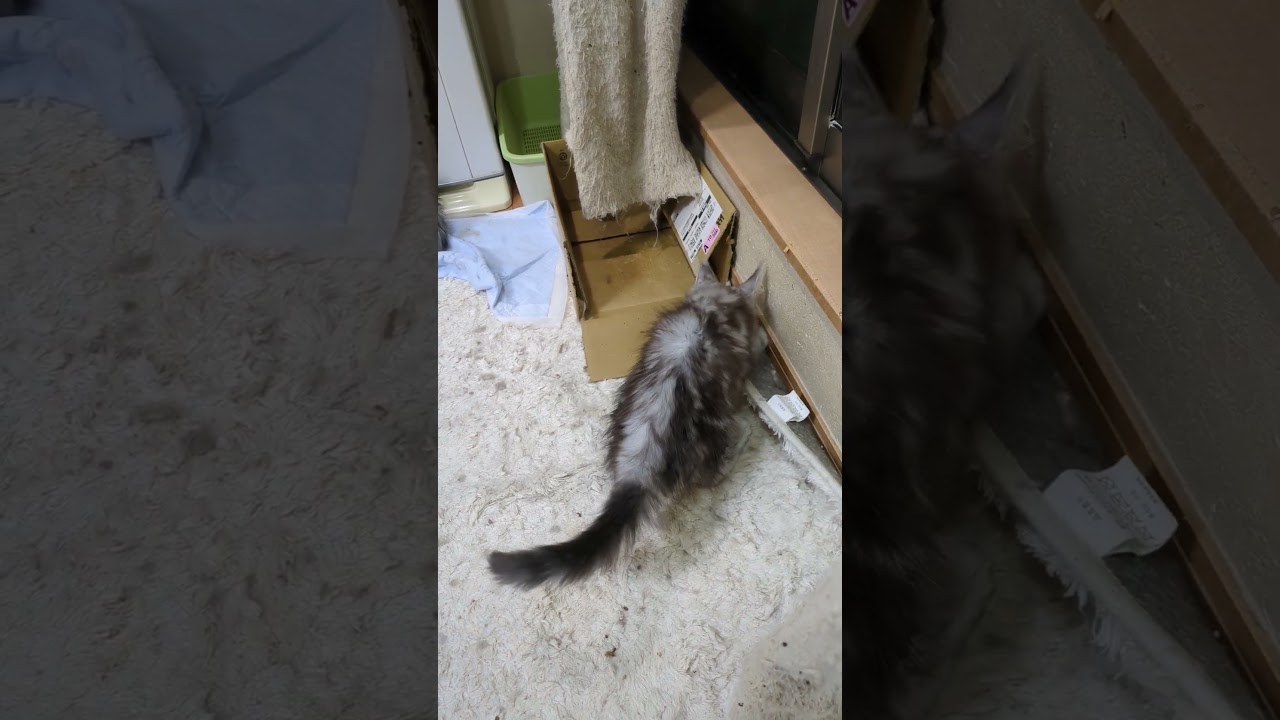 メインクーンのシルバー姉妹マーゴちゃんとキアラちゃん♥