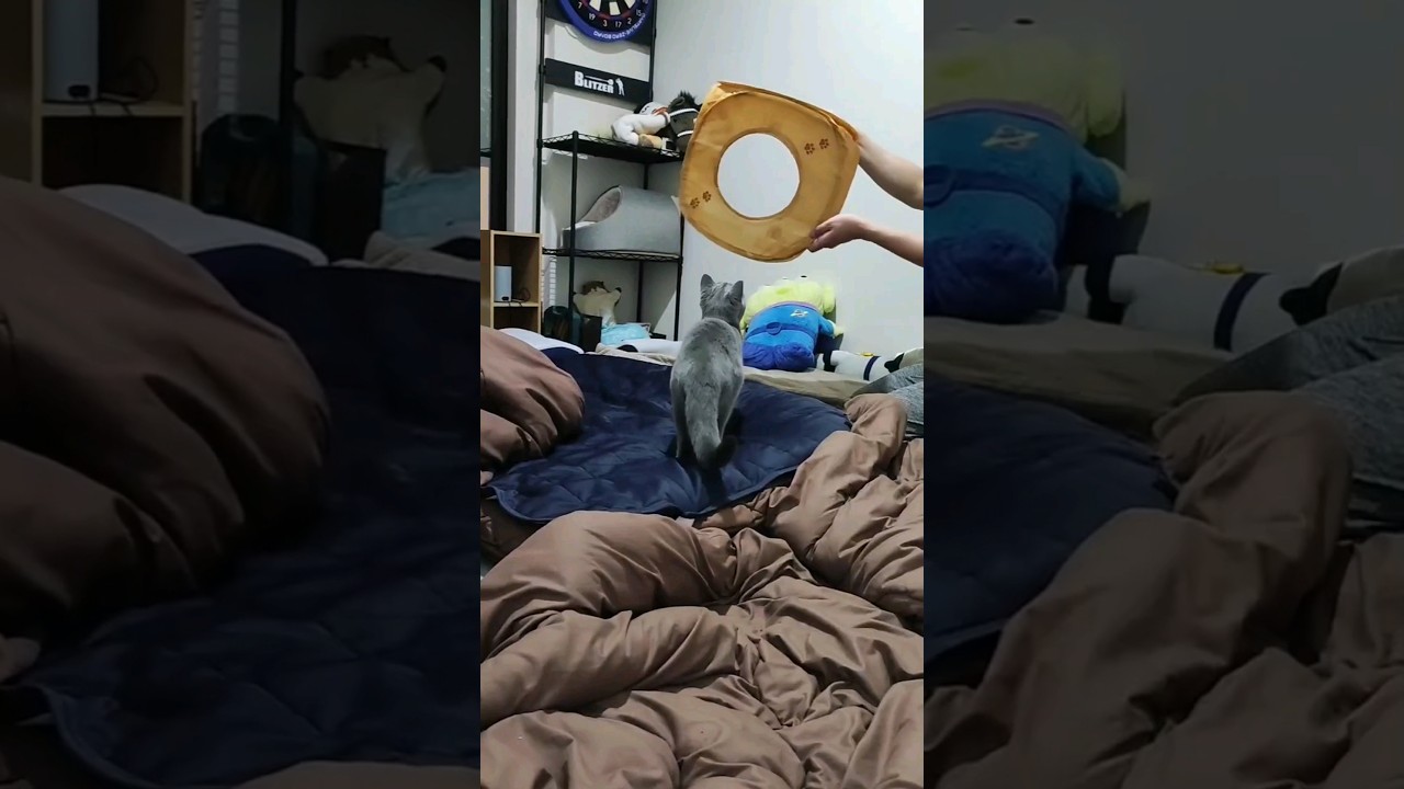 輪くぐりに挑戦するシャルトリューのこてつ(Chartreux's Kotetsu tries to go through the hoops)