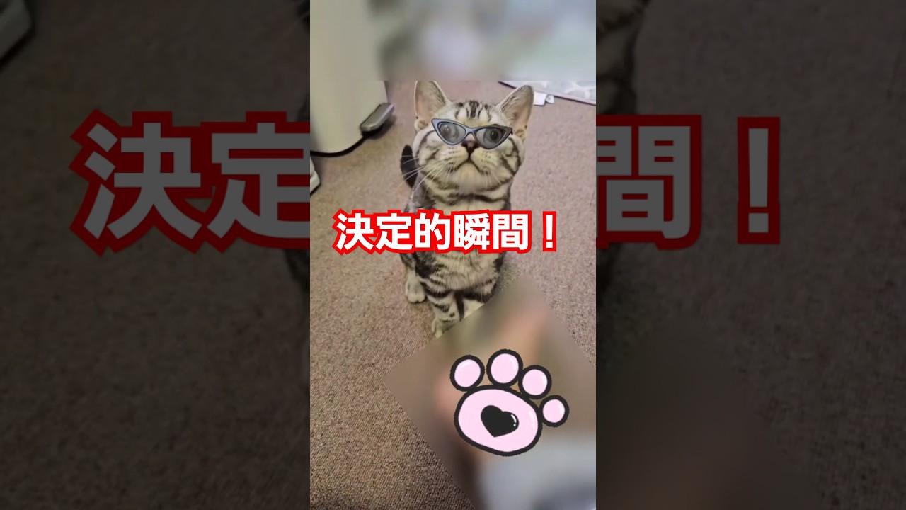 アメリカンショートヘアーの子猫に襲われた❗#Shorts#cat