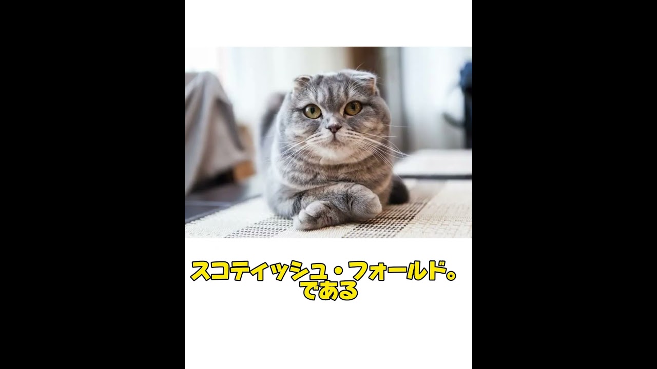 みんな大好き猫に関する雑学#shortvideo #shortsvideo #shorts #short