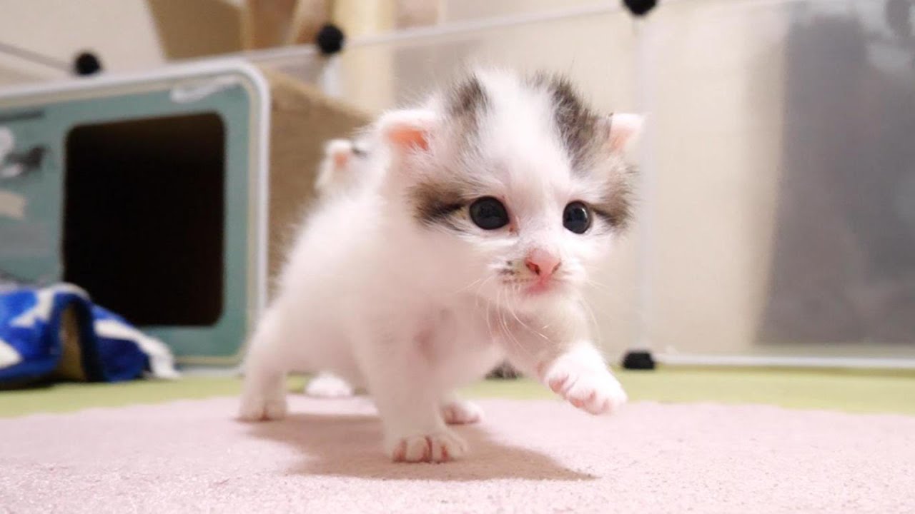 ヨチヨチ歩きの子猫が、広くなったお部屋を大冒険する【赤ちゃん猫　保護猫】