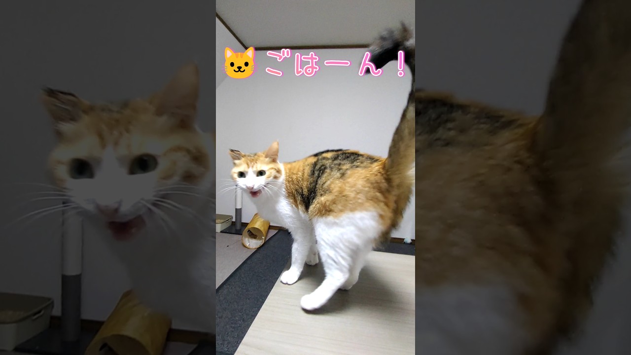日本語をマスターした保護猫 #catoftheday #cat #ilovemycat #猫のいる暮らし #meow #保護猫 #三毛猫 #猫のいる生活 #世界猫の日 #ねこ #日本語