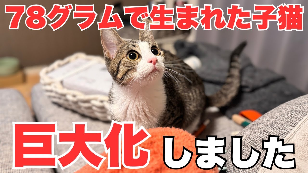【保護猫】78グラムで生まれた子猫が巨大化しました