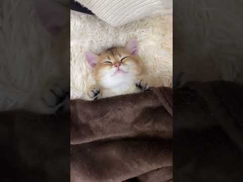 【子猫】天使の寝顔すぎる・・・【ブリティッシュショートヘアの金時くん】#Shorts