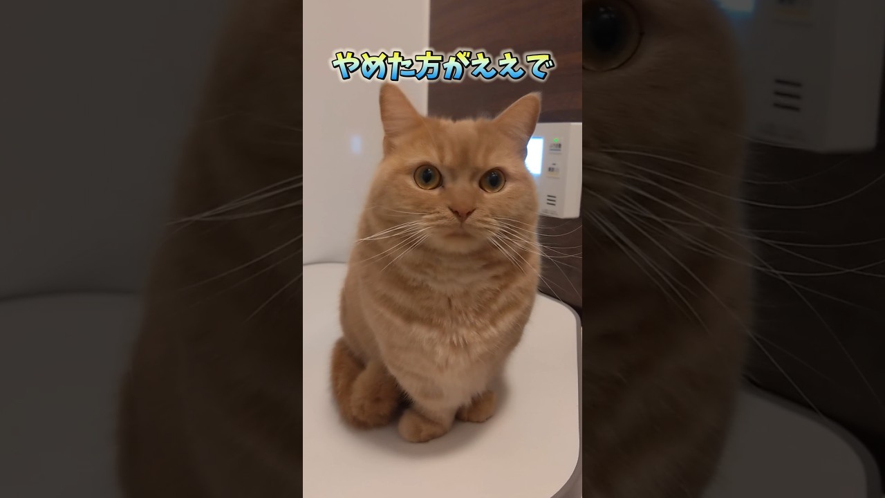 【赤ちゃんちゃうでマンチカン】 #shorts #猫 #ねこ #cat