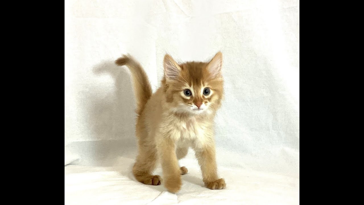 ☆中山店☆ソマリ☆2/3お家が決まりました♪