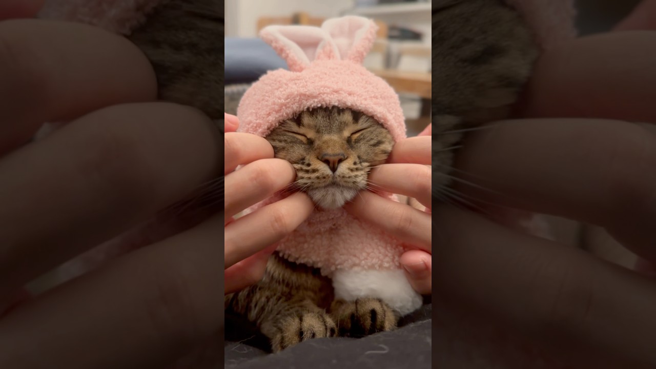 可愛すぎるうさ耳スコティッシュに悶絶!! #shorts #猫 #cat