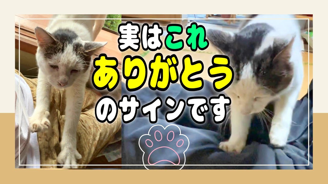 【猫のふみふみ】シロが膝の上で“ふみふみ”する健気な仕草に癒される【オリジナルBGM】