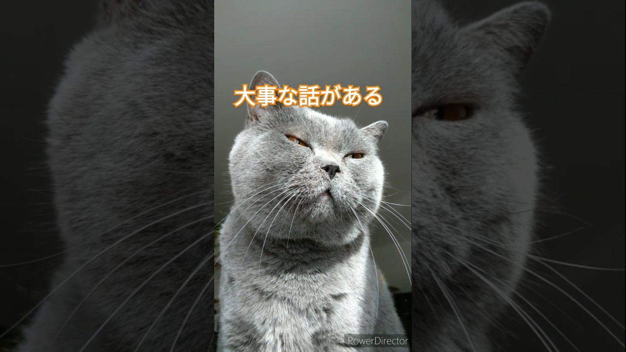大事な話があるブリティッシュショートヘア#shorts #保護猫 #cat #猫のいる暮らし #ねこ #cute