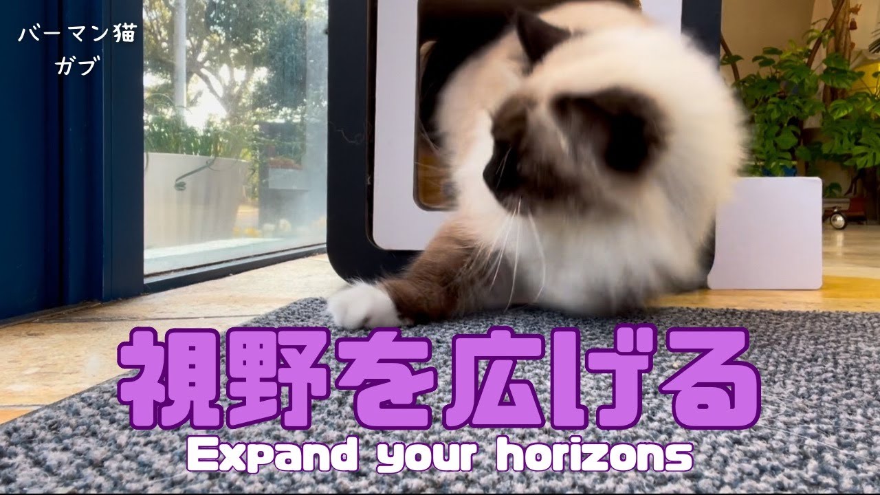 バーマン猫ラフとガブ【視野を広げる】Expand your horizons（バーマン猫）Birman/Cat