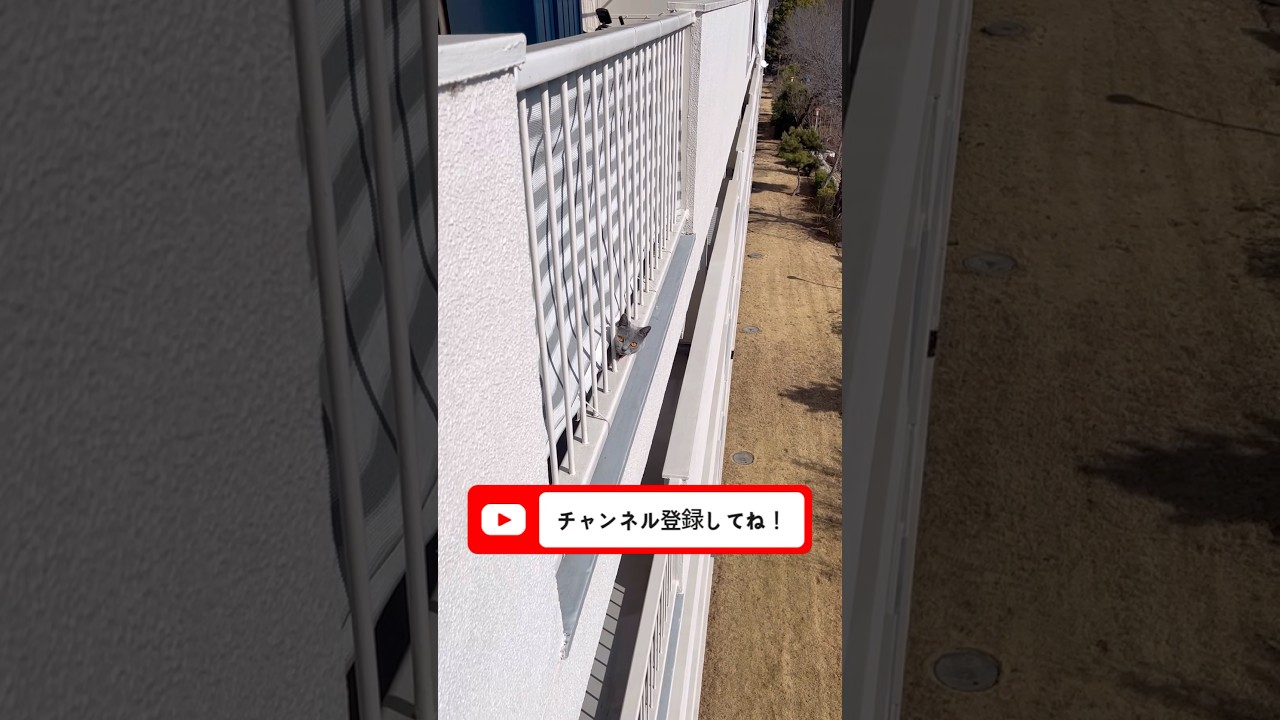 ベランダパトロールに余念がないつむやま〜【シャルトリューつむやまの埼玉はあったかい】 #cat #シャルトリュー #chartreux #ねこ #猫のいる暮らし #猫好きさんと繋がりたい #ネコ