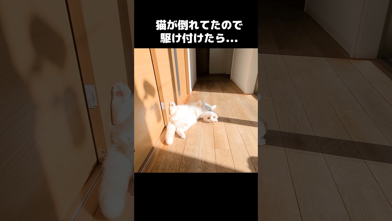 猫が倒れていたので駆け付けたら...#shorts