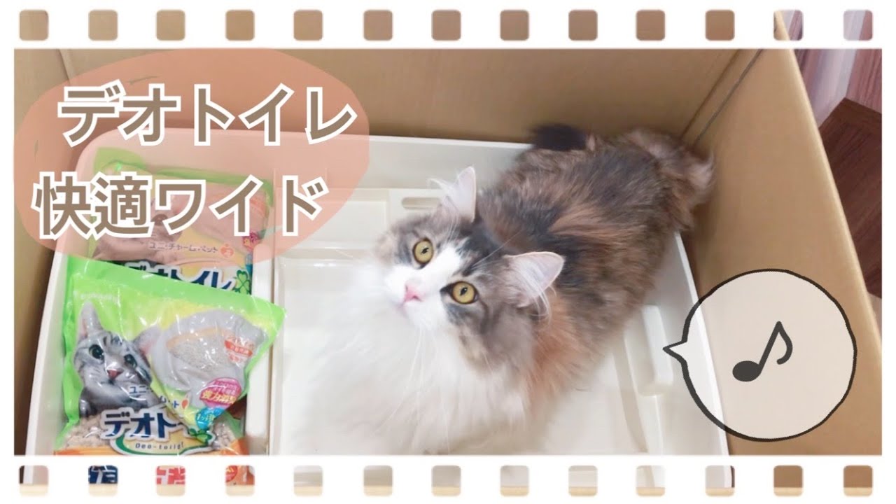 広くて大きい猫トイレを使ってみた　ノルウェージャンフォレストキャット　Norwegian Forest Cat
