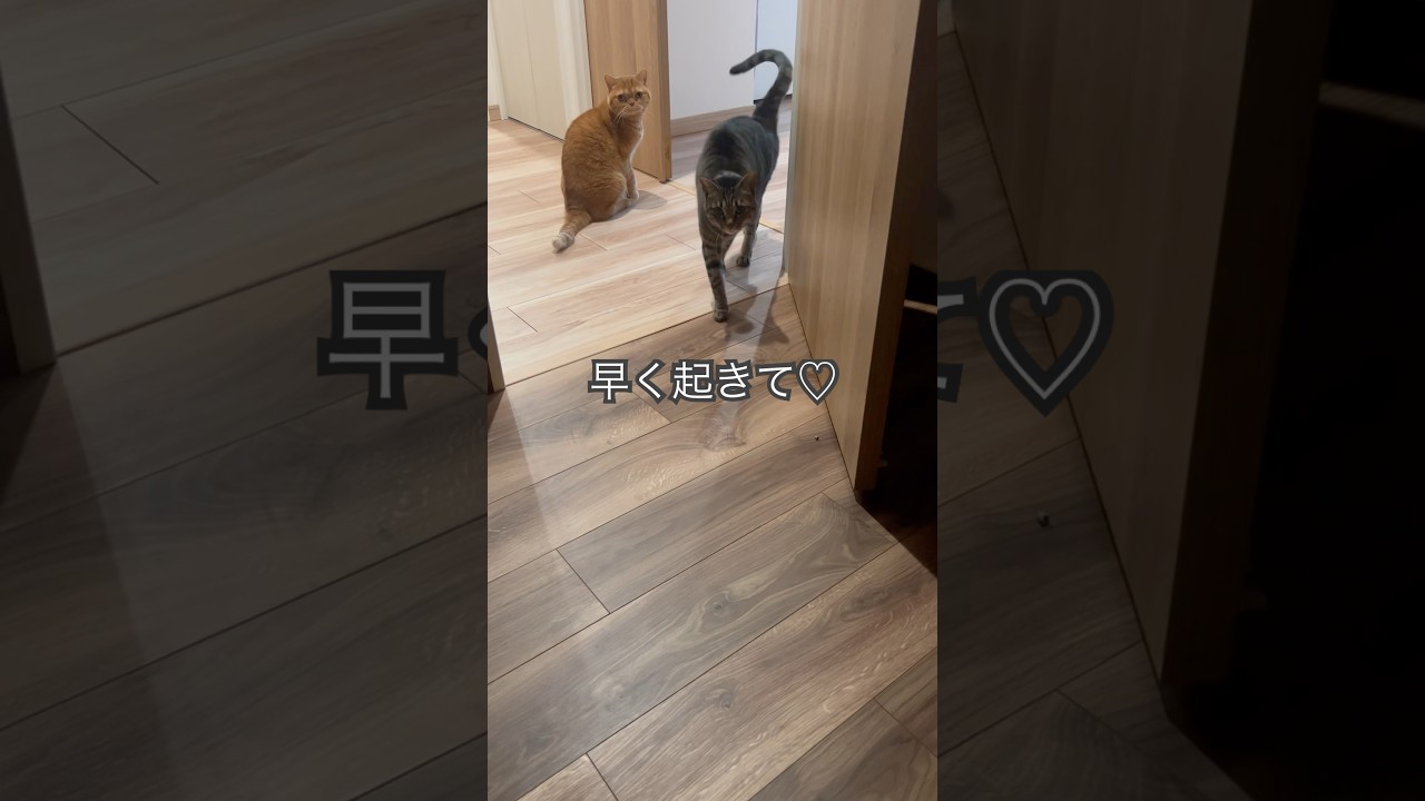 早く起きてほしくてソワソワしている猫たちが可愛いすぎる#cat #猫のいる暮らし #猫