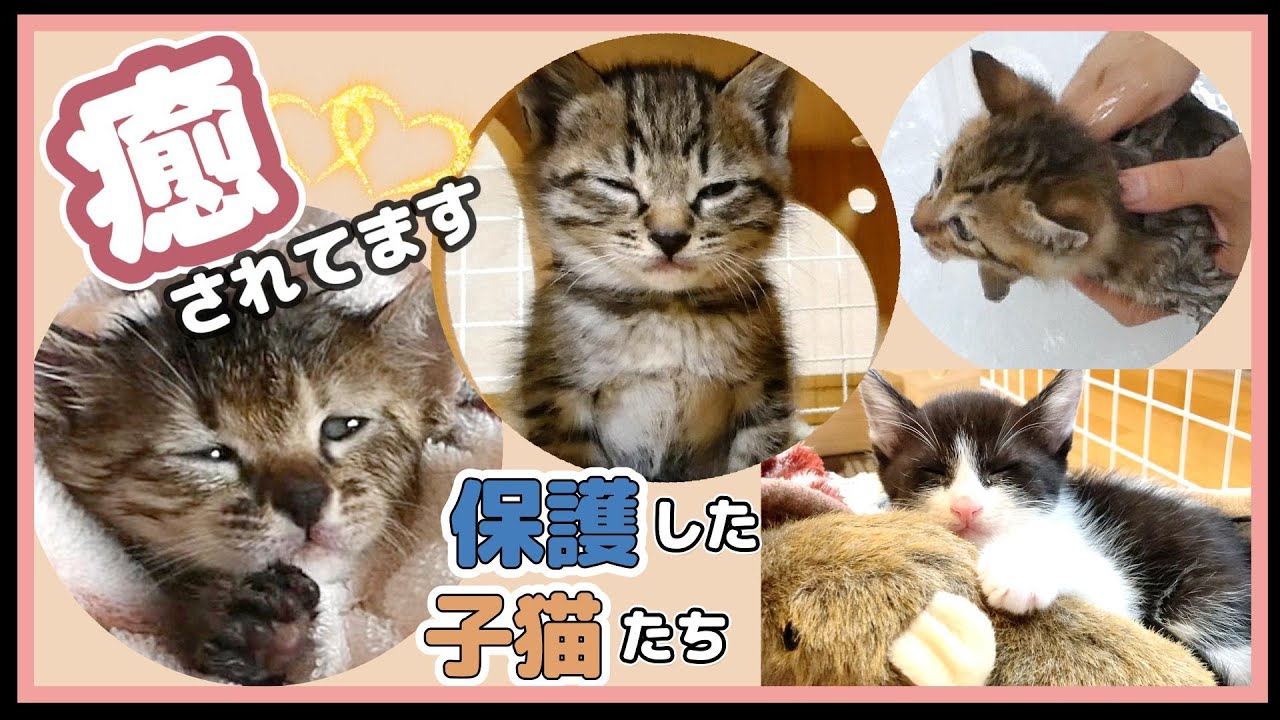 （子猫保護）保護猫のキュンとなるかわいい姿に癒されています。4匹組の保護猫はひとりぼっちになってしまいました。3匹 (3〜5日目) & 4匹 6話(10〜12日目)保護猫日記